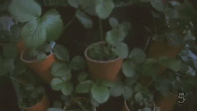 Д. Толя и чёрная берёза смотреть онлайн