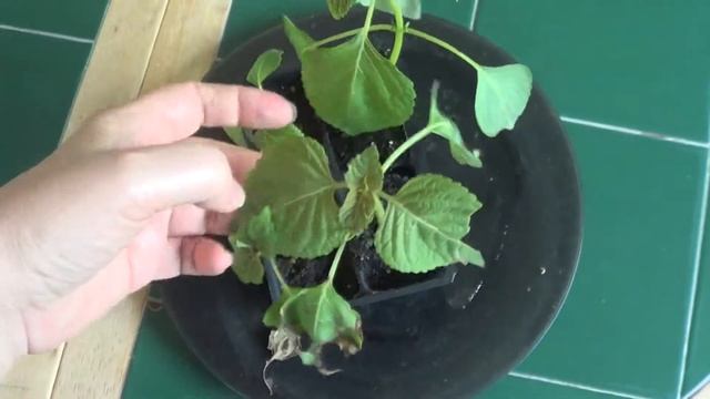 перилла, рассада смотреть онлайн