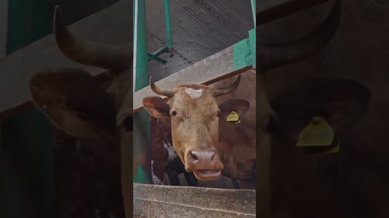 Обзор фермы на 120 голов КФХ Арман Авалян #животноводство #коровы #фермер #фермерство смотреть онлайн