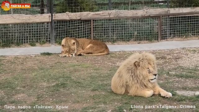 Двое из ларца, песня вожака, тоска Малыша - львиная санта-барбарА. Львы Тайган Lions roar powerfull смотреть онлайн