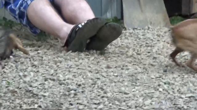 Прикол той терьера, или как разозлить той терьера. смотреть онлайн