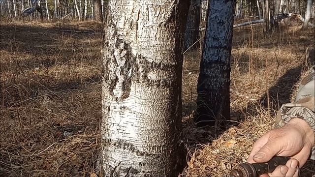 Мастерство и Жизненная Гармония