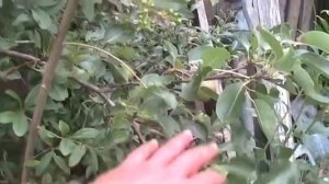 Груши "Лесная красавица" и "Сокровище" 9 июля