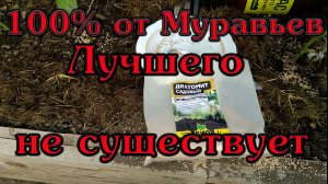Эффект 100% От Муравьев. Лучшего не существует