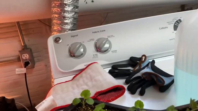 GERANIUM (MAVERICK SALMON) SEEDLING UPDATE🌱