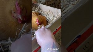 Квочка сидит на яйцах из холодильника. Что из этого выйдет? (Часть 1)