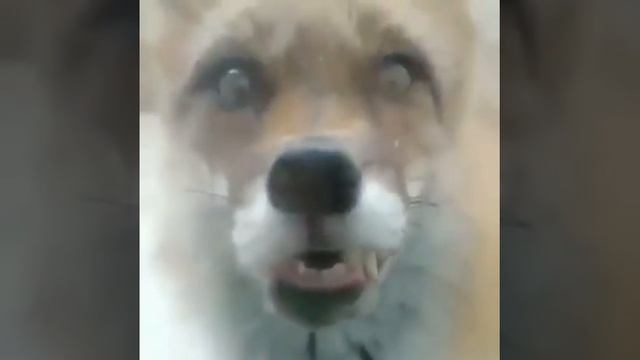 Бешеная лиса