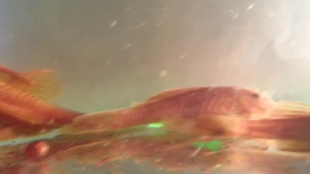 Анцитрусы, Ancistrus Super Red, Zucht Aquarienfische, Pesci D'acquario, Les Poissons D'aquarium