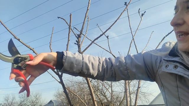 Обрезка черешни весной. Неприхотливый сад. смотреть онлайн