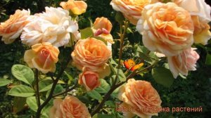 Роза парковая Чарльз Остин ? парковая роза Чарльз Остин обзор: как сажать, саженцы розы Чарльз Ости