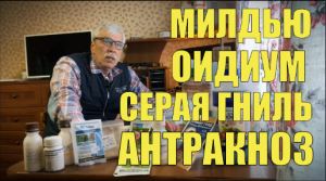 Защита виноградника от оидиума, милдью и серой гнили. Препараты, дозировки и сроки ожидания