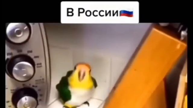 Попугаи Америки против попугаев из России мем смотреть онлайн