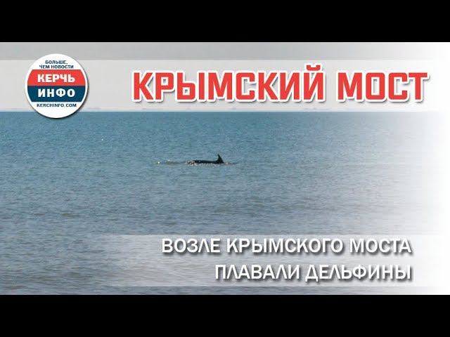 Возле Крымского моста плавали дельфины смотреть онлайн