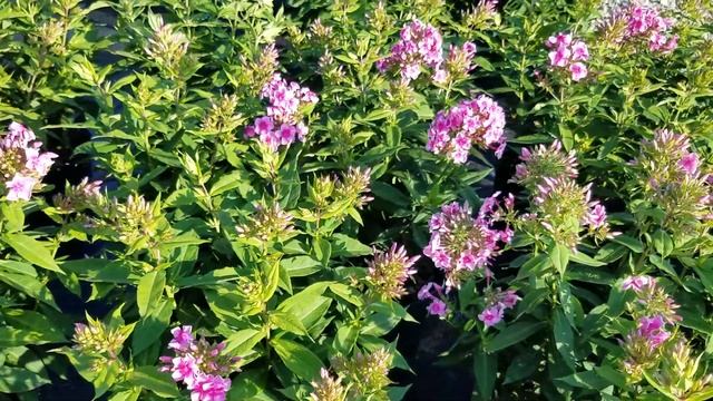 Phlox Sweet Summer™ Festival смотреть онлайн