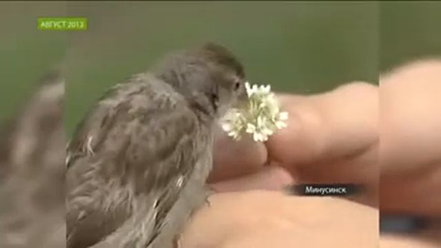 Удивительная дружба мальчика и воробья смотреть онлайн