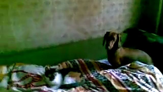 у нашей таксы есть подружка смотреть онлайн