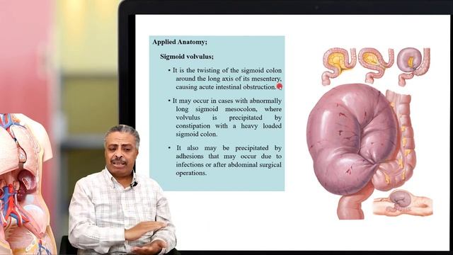 MED.LEVEL2.GIT. Large intestine 4. 21/3 смотреть онлайн