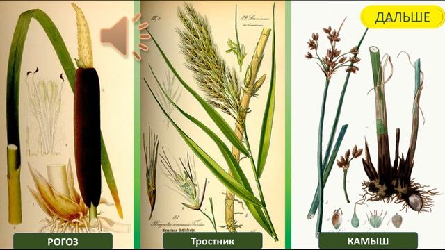 Растения пресных водоемов Окружающий мир 4класс