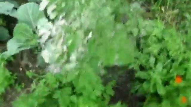 Невероятно! Способ избавится от жуков без химии существует? смотреть онлайн