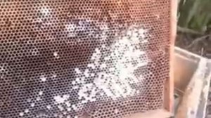 Начинающим пчеловодам как хранить сушь