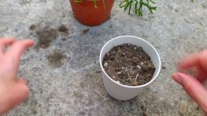 Breeding hatiora/Танцующие кости- Хатиора?как размножить