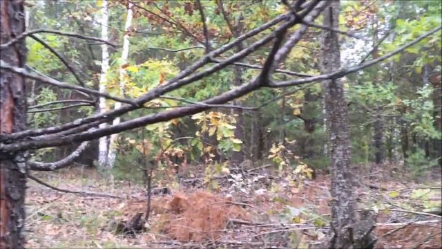 Белые грибы!!! Места. Где искать. 21.10.2020. смотреть онлайн