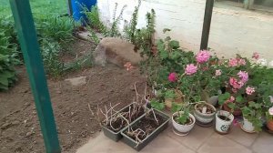 Что посадить в абсолютной тени (у меня тень под навесом)