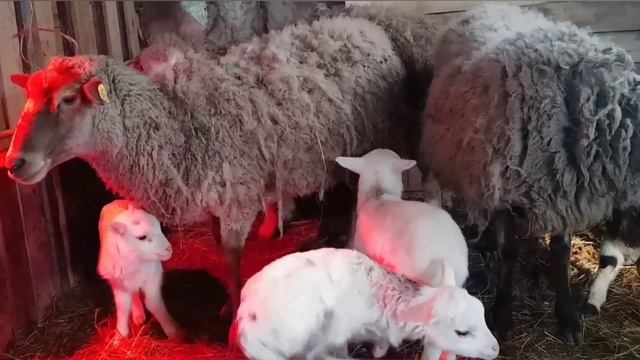 Жизнь маленьких ягнят|Выращивание ягнят| Домашнее овцеводство #sheepfarming смотреть онлайн