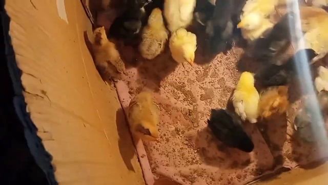Цыплятам 10 дней/Папы и мамы/Какие мы?/Что кушаем и что пьем/Куры и петухи/Инкубатор из коробки/Ч 1 смотреть онлайн