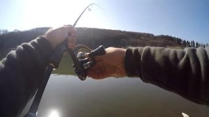 Вот это монстр! Трофейный карп на бомбарду с мушкой.