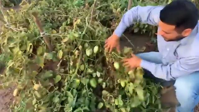 Tratamento Biolchim no tomate HM2798 #agricultura #tomate смотреть онлайн