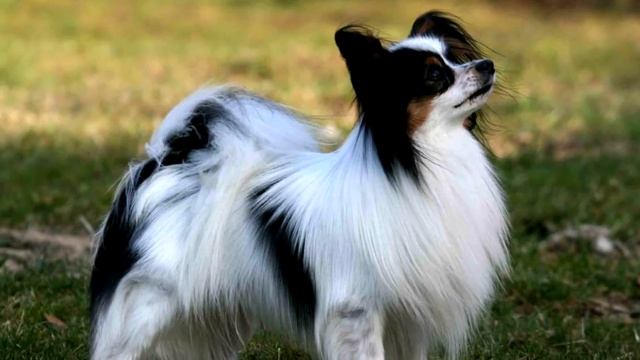 Порода собак. Папийон. Любят людей больше чем себя смотреть онлайн