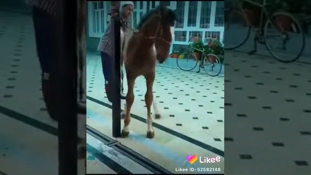 Киргизский лошадей смотреть онлайн