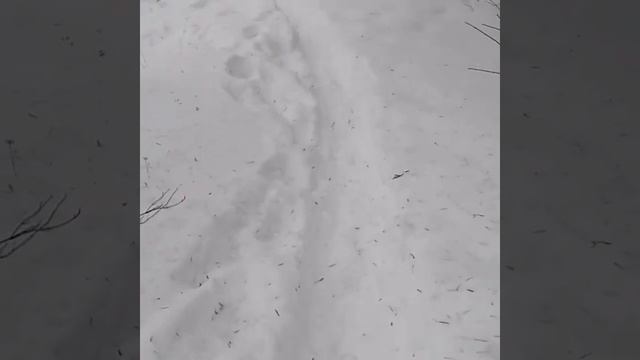 Снегопад в Гомеле... смотреть онлайн