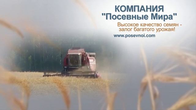 Продажа зерна и семян оптом смотреть онлайн