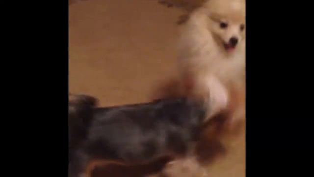 Бони играет с другом Арчи смотреть онлайн