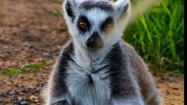 Trip to Al Ain Zoo - Places to visit in Dubai #AlAinzoo #Alain смотреть онлайн