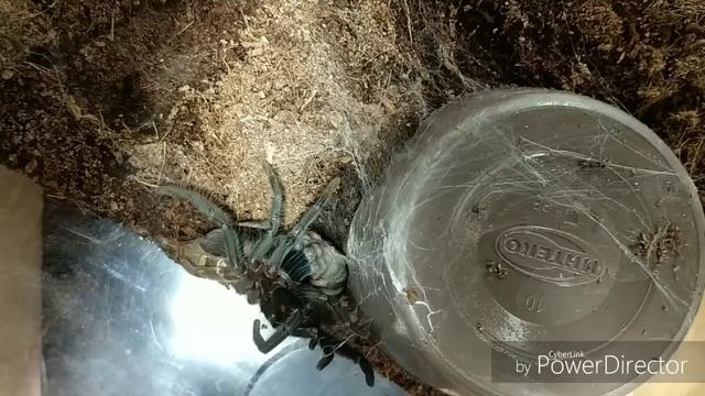 Линька паука птицееда брахипельма ваганс! С 7L В 8L. смотреть онлайн