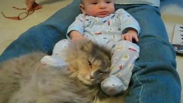 спокойный котяра