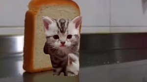 Недели котёнок Shorts (14)