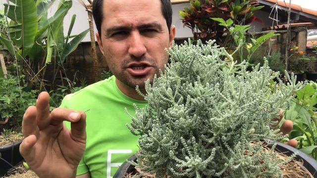 SANTOLINA CHAMAECYPARISSUS MAIS UMA JÓIA DO MEDITERRÂNEO смотреть онлайн