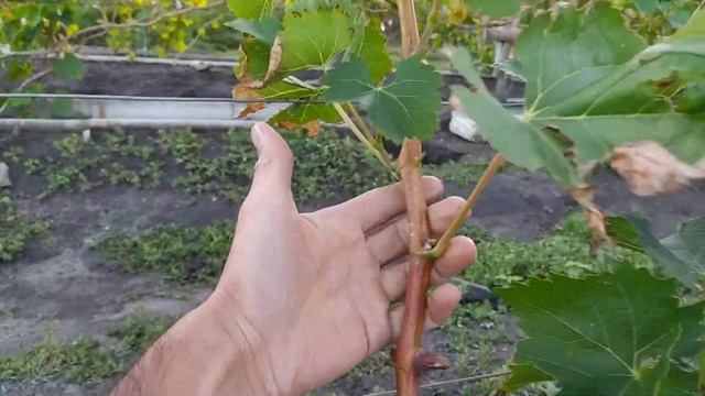 Виноград. Каналы. Аркадия. (Настя) смотреть онлайн