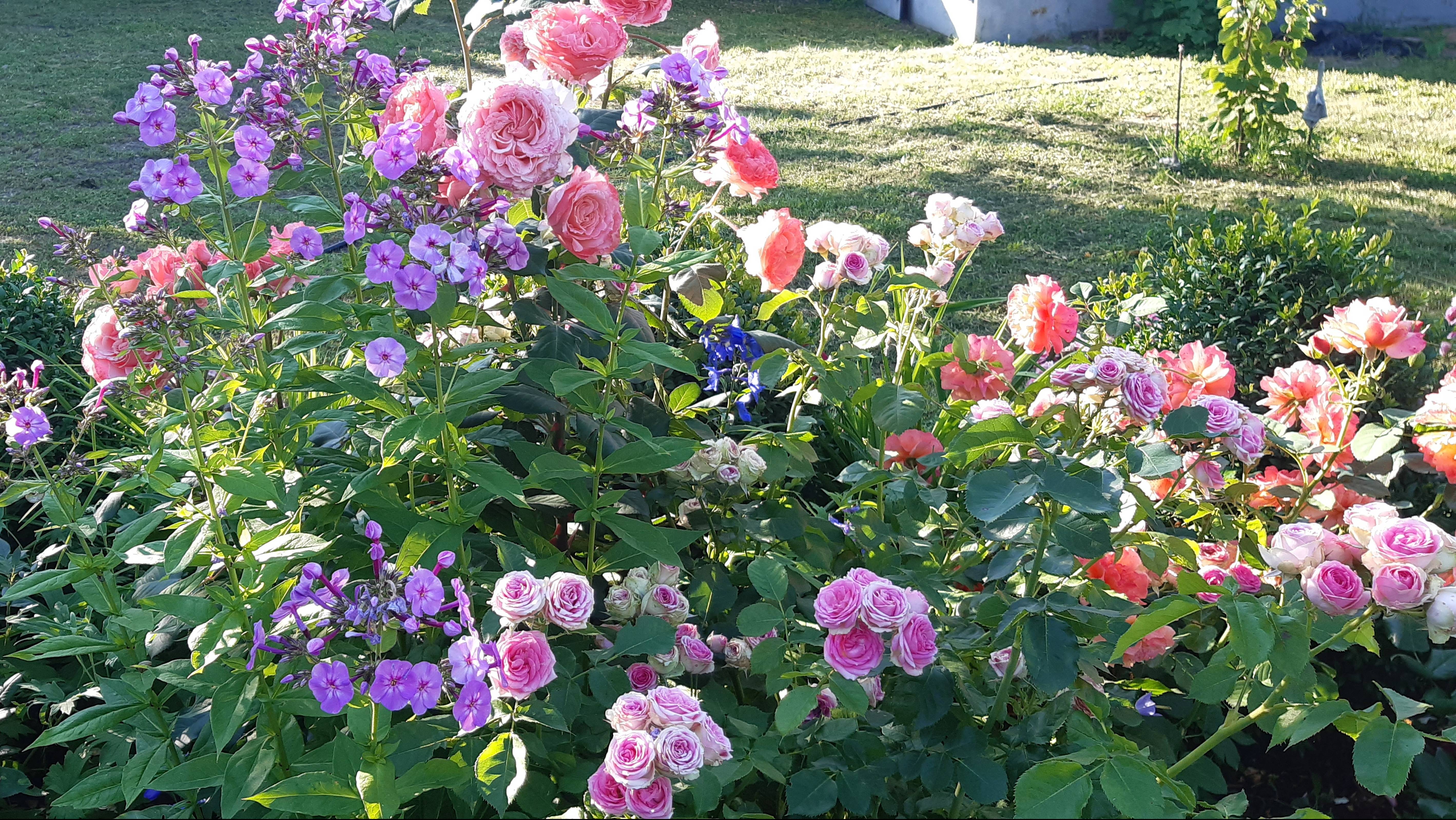 Раннее утро (4.30) в Саду на трех холмах... смотреть онлайн