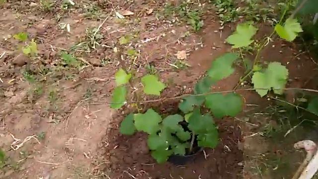 Рост кустиков в середине лета смотреть онлайн