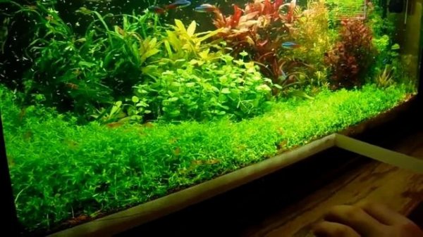 HM (Hemianthus micranthemoides)  metszés