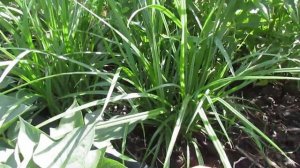 чуфа - земляной орех