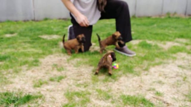 щенки пшеничного терьера смотреть онлайн