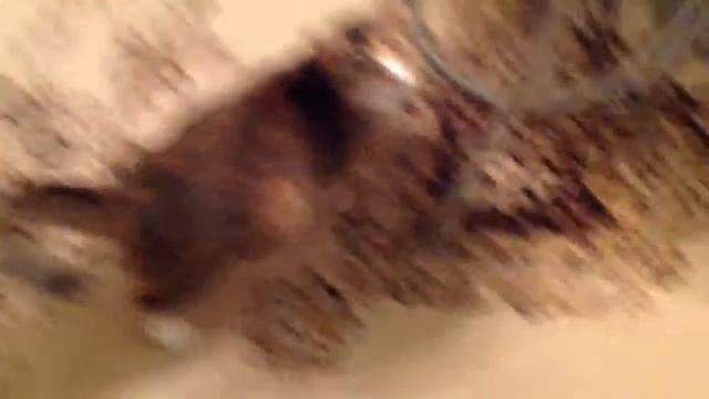 Беременная кошка смотреть онлайн