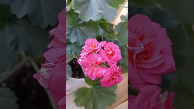 #пеларгония#Jägershus Sara#цветы на окне смотреть онлайн
