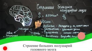 Строение больших полушарий головного мозга. 7 класс.